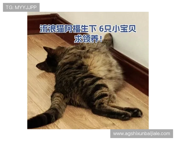 猫真人txt电子书电子版免费下载平台推荐,安全稳定资源获取攻略 猫真人txt电子书电子版免费下载平台推荐,安全稳定资源获取攻略